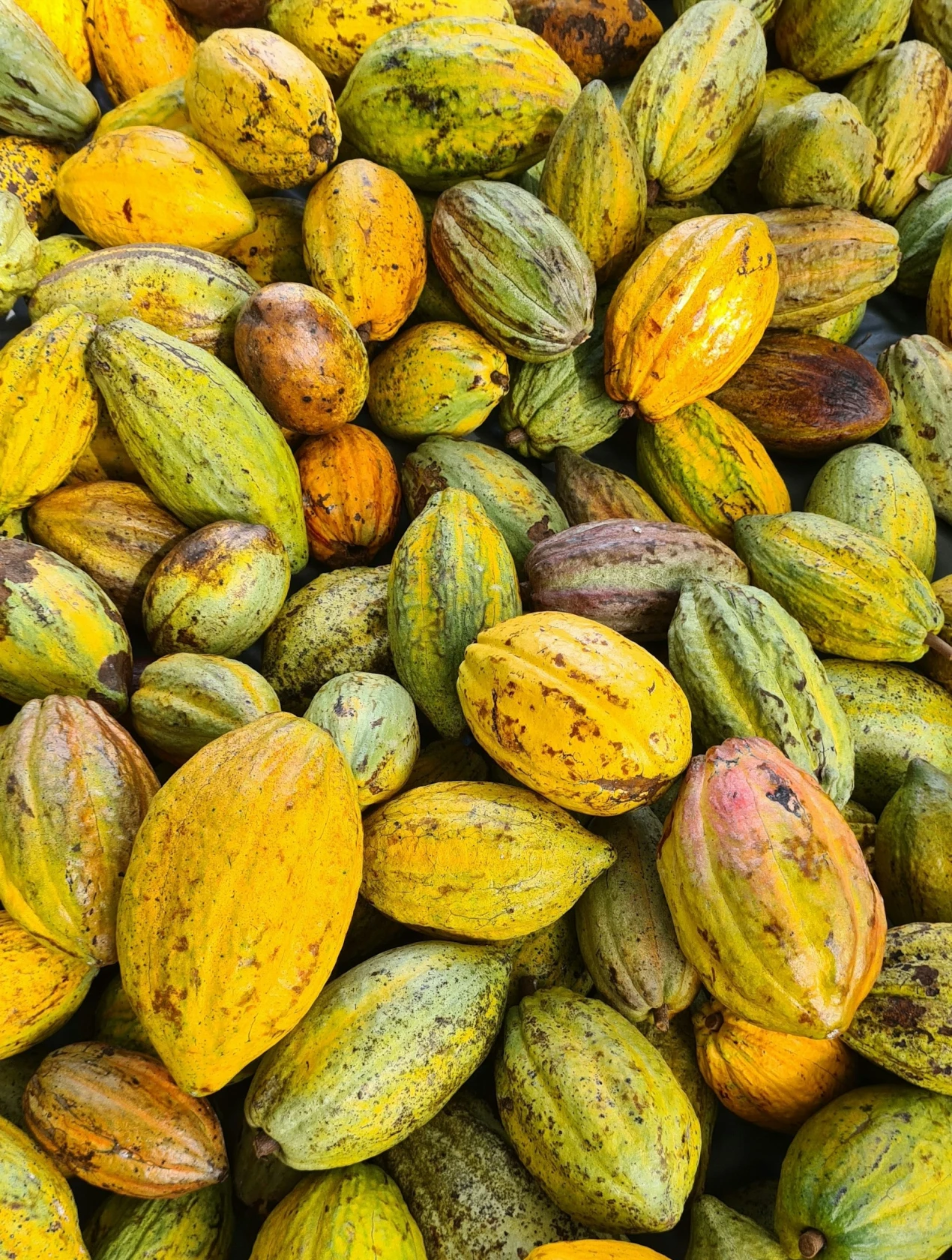 ingredientes saudáveis como amo: cacau